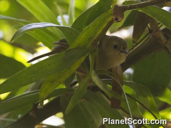 Large-billed Scrubwren (Sericornis magnirostra)