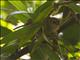 Large-billed Scrubwren (Sericornis magnirostra)