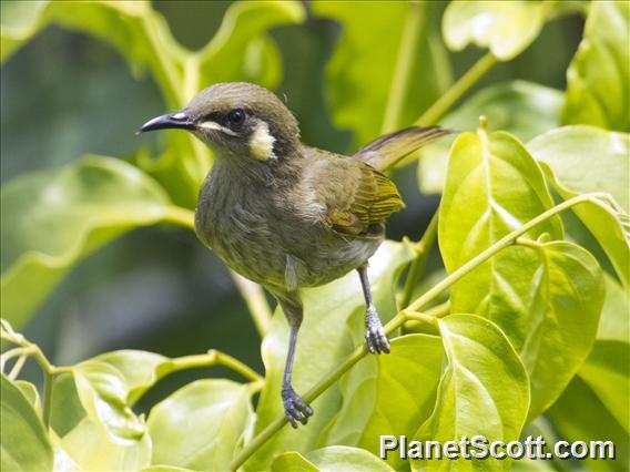 Yellow-spotted Honeyeater (Meliphaga notata)