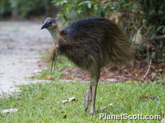 Southern Cassowary (Casuarius casuarius)