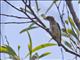 Mistletoebird (Dicaeum hirundinaceum)