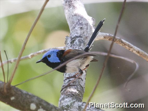 Lovely Fairywren (Malurus amabilis)