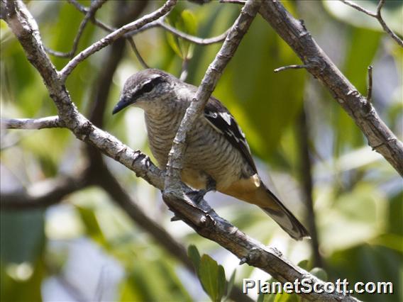 Varied Triller (Lalage leucomela)