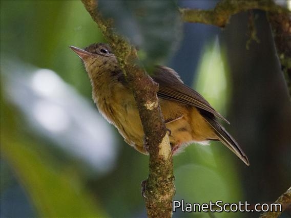 Little Shrikethrush (Colluricincla megarhyncha)