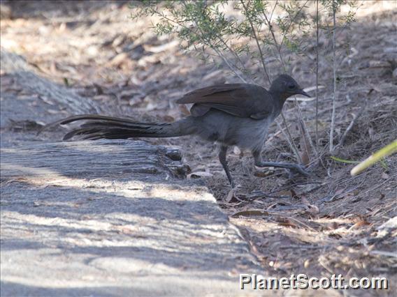 Superb Lyrebird (Menura novaehollandiae)