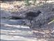 Superb Lyrebird (Menura novaehollandiae)