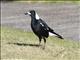 Australasian Magpie (Gymnorhina tibicen)