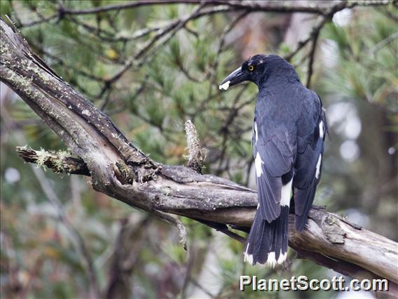 Pied Currawong (Strepera graculina)