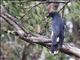 Pied Currawong (Strepera graculina)