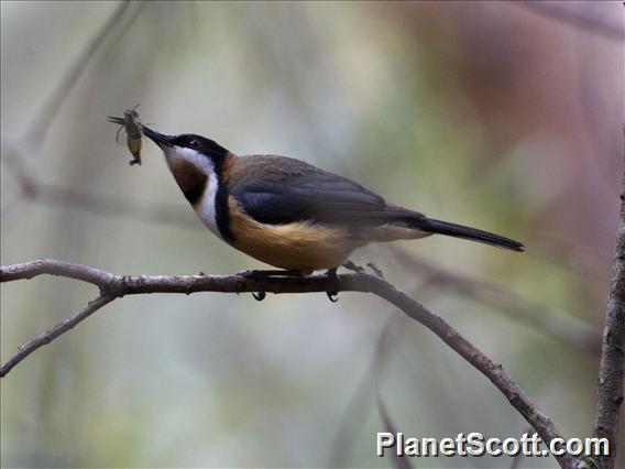 Eastern Spinebill (Acanthorhynchus tenuirostris)