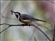 Eastern Spinebill (Acanthorhynchus tenuirostris)