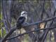 Laughing Kookaburra (Dacelo novaeguineae)