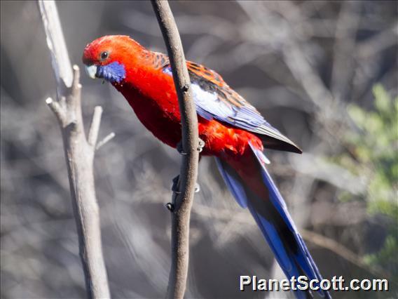 Crimson Rosella (Platycercus elegans)