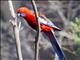 Crimson Rosella (Platycercus elegans)