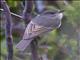 Golden Whistler (Pachycephala pectoralis) - Immature