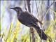 Red Wattlebird (Anthochaera carunculata)