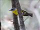 Eastern Yellow Robin (Eopsaltria australis)