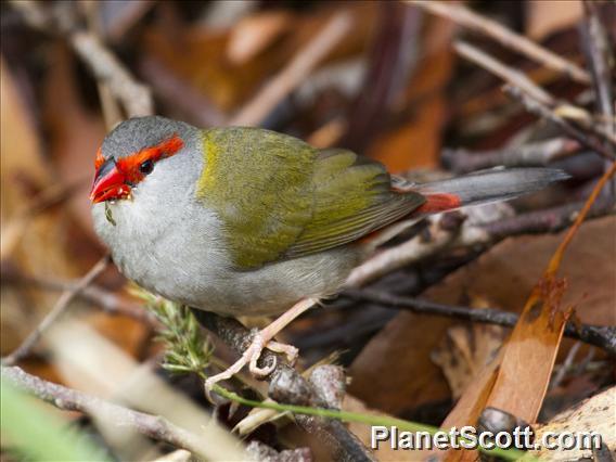 Red-browed Firetail (Neochmia temporalis)