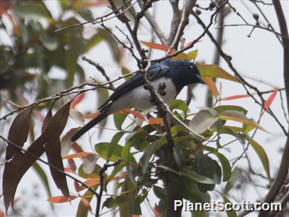 Satin Flycatcher (Myiagra cyanoleuca)