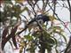 Satin Flycatcher (Myiagra cyanoleuca)