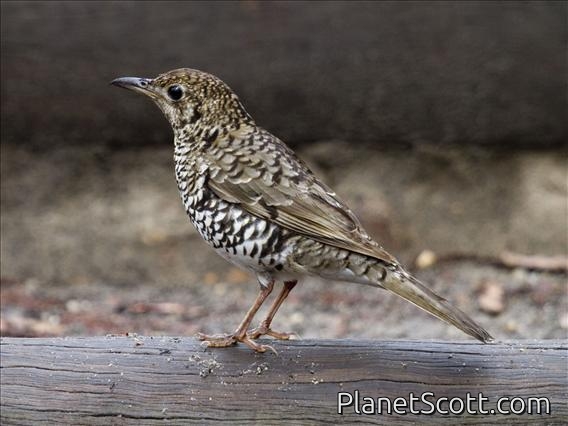 Bassian Thrush (Zoothera lunulata)