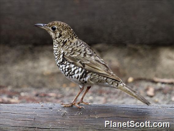 Olive-tailed Thrush (Zoothera lunulata)