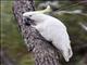 Sulphur-crested Cockatoo (Cacatua galerita)