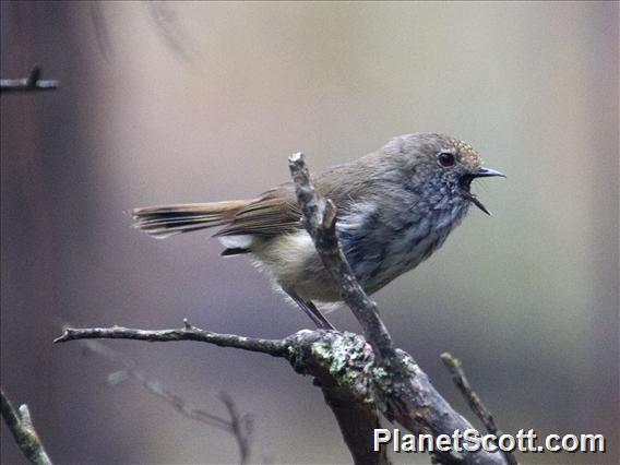 Brown Thornbill (Acanthiza pusilla)