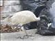 Australian Ibis (Threskiornis molucca)