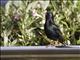 European Starling (Sturnus vulgaris)