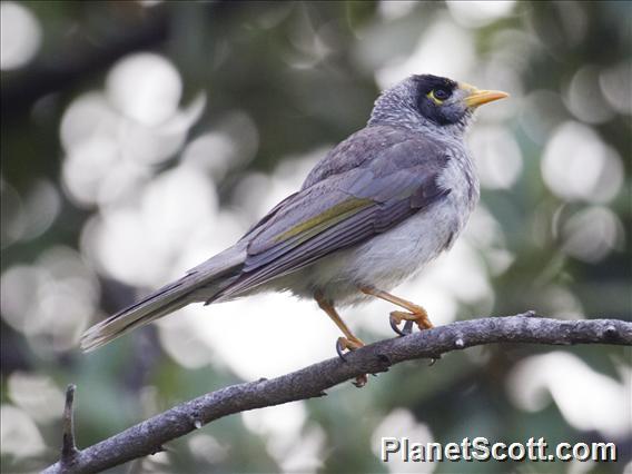 Noisy Miner (Manorina melanocephala)