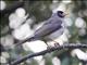 Noisy Miner (Manorina melanocephala)