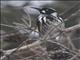 New Holland Honeyeater (Phylidonyris novaehollandiae)