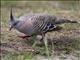 Crested Pigeon (Ocyphaps lophotes)