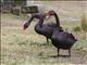 Black Swan (Cygnus atratus)