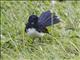 Willie-wagtail (Rhipidura leucophrys)