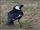 Magpie-lark (Grallina cyanoleuca)