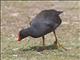 Dusky Moorhen (Gallinula tenebrosa)