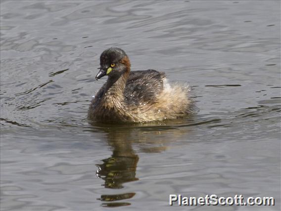 Australasian Grebe (Tachybaptus novaehollandiae)