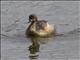 Australasian Grebe (Tachybaptus novaehollandiae)