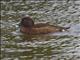 White-eyed Duck (Aythya australis)