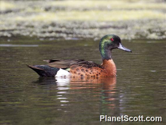 Chestnut Teal (Anas castanea)