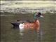 Chestnut Teal (Anas castanea)