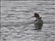 Red-necked Avocet (Recurvirostra novaehollandiae)