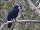 Australian Raven (Corvus coronoides)