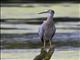 White-faced Heron (Egretta novaehollandiae)