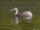 Hoary-headed Grebe (Poliocephalus poliocephalus)