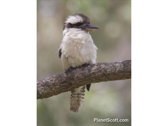 Laughing Kookaburra (Dacelo novaeguineae)