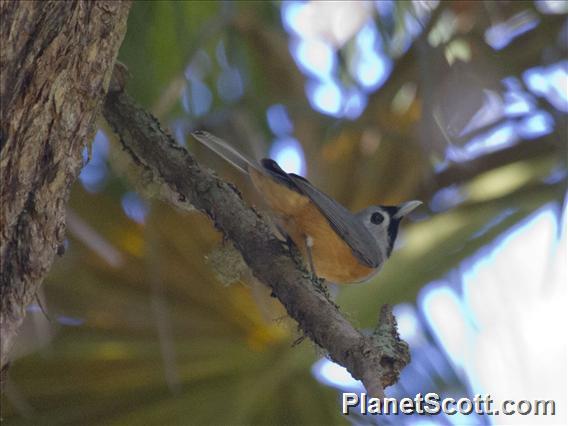 Black-faced Monarch (Monarcha melanopsis)