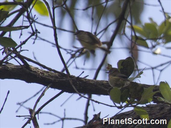 Striated Thornbill (Acanthiza lineata)